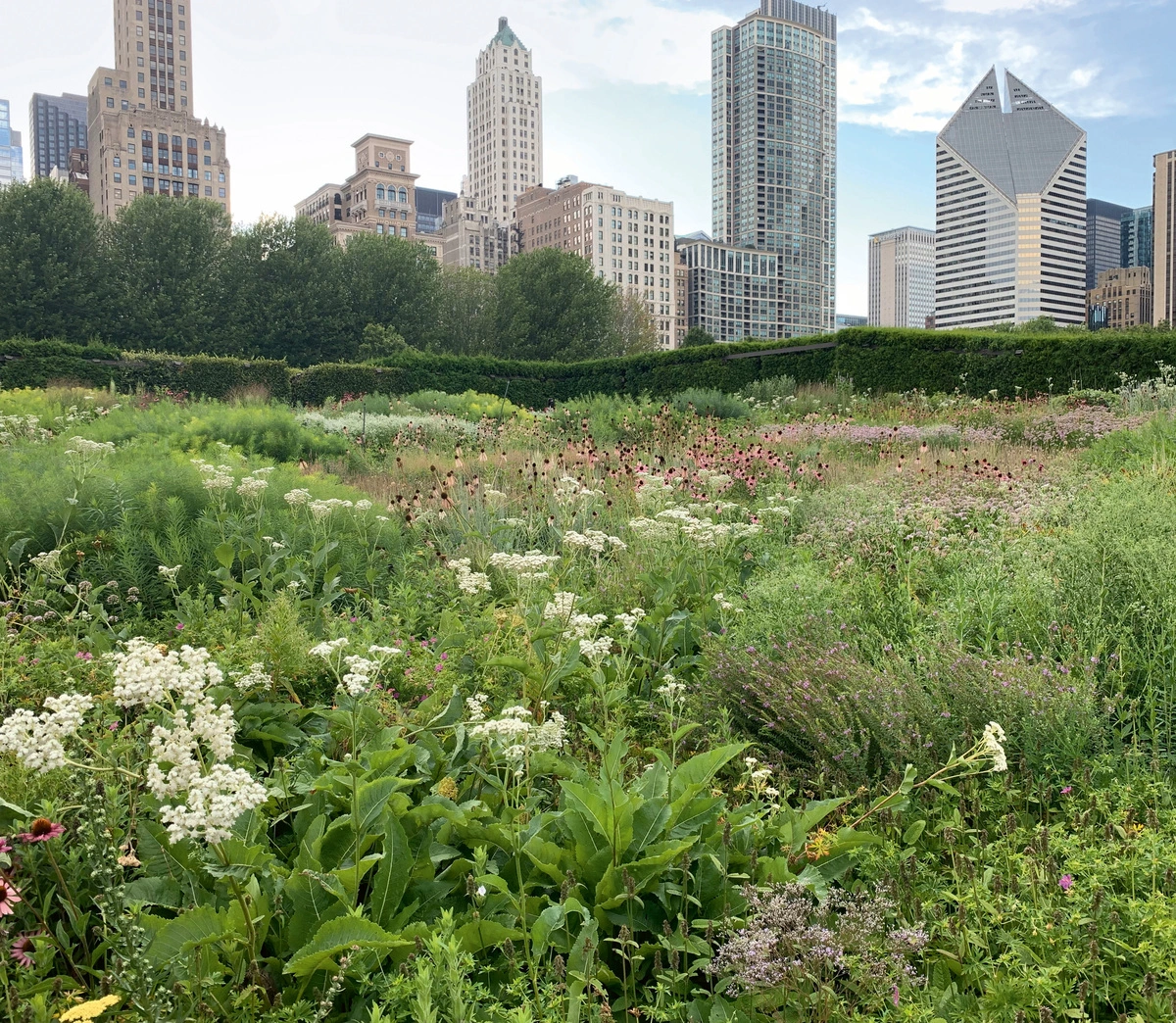 Chicago: What's Built, What's Grown: Lurie Garden in Millennium Park.