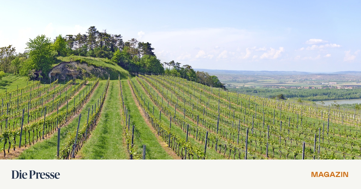 Wohnen-am-Wagram-Das-sollten-Sie-ber-Wein-Lagen-und-Preise-wissen-premium-