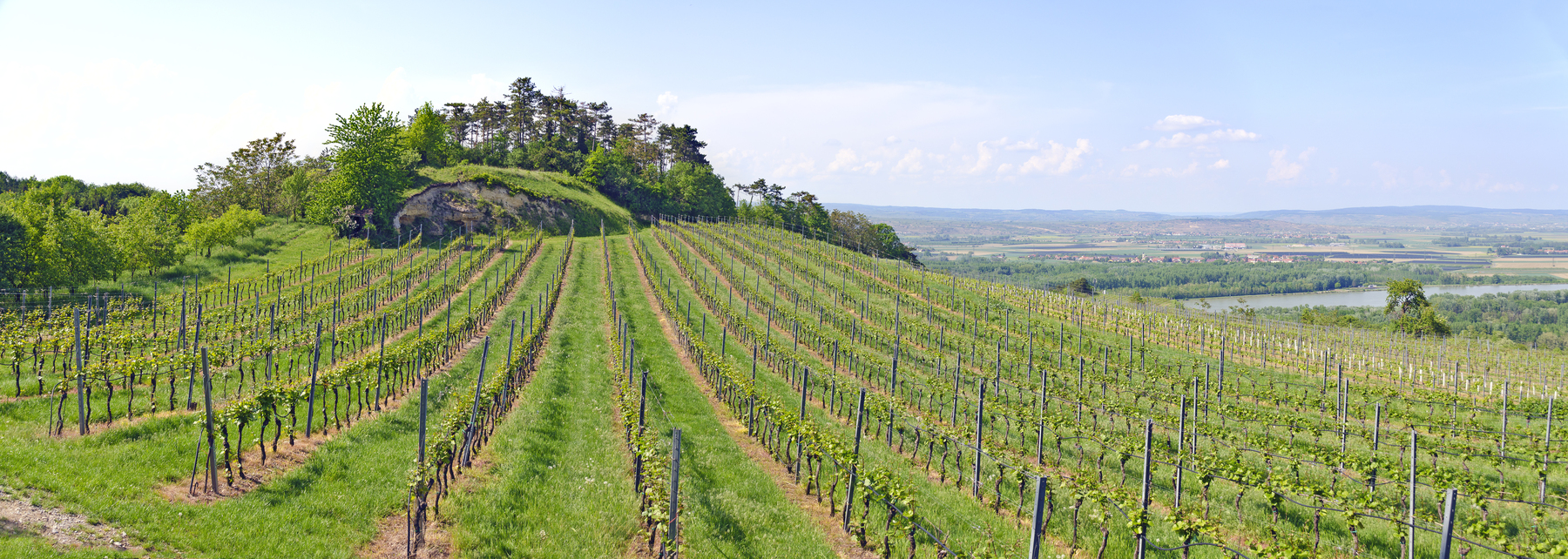 Wohnen am Wagram: Das sollten Sie über Wein, Lagen und Preise wissen [premium]
