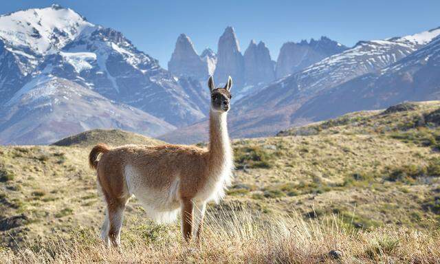 Im chilenischen Teil Patagoniens liegt der Torres-del-Paine-Nationalpark, dessen Landschaft und Tierwelt Sie während dieser Reise ausgiebig entdecken können. 