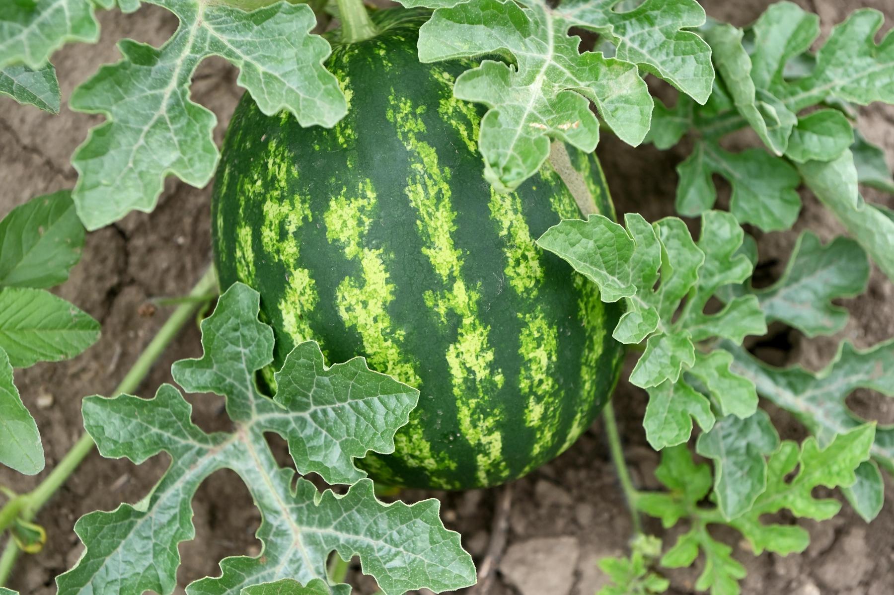 Wie gut Wassermelonen in Pestizid-Tests abschneiden
