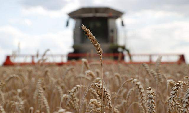 Getreideernte nahe Kiew. Die Ukraine ist die Kornkammer vieler Länder im Nahen Osten.