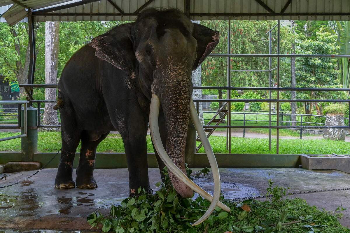 Verletzter Elefant aus Sri Lanka ausgeflogen – DiePresse.com
