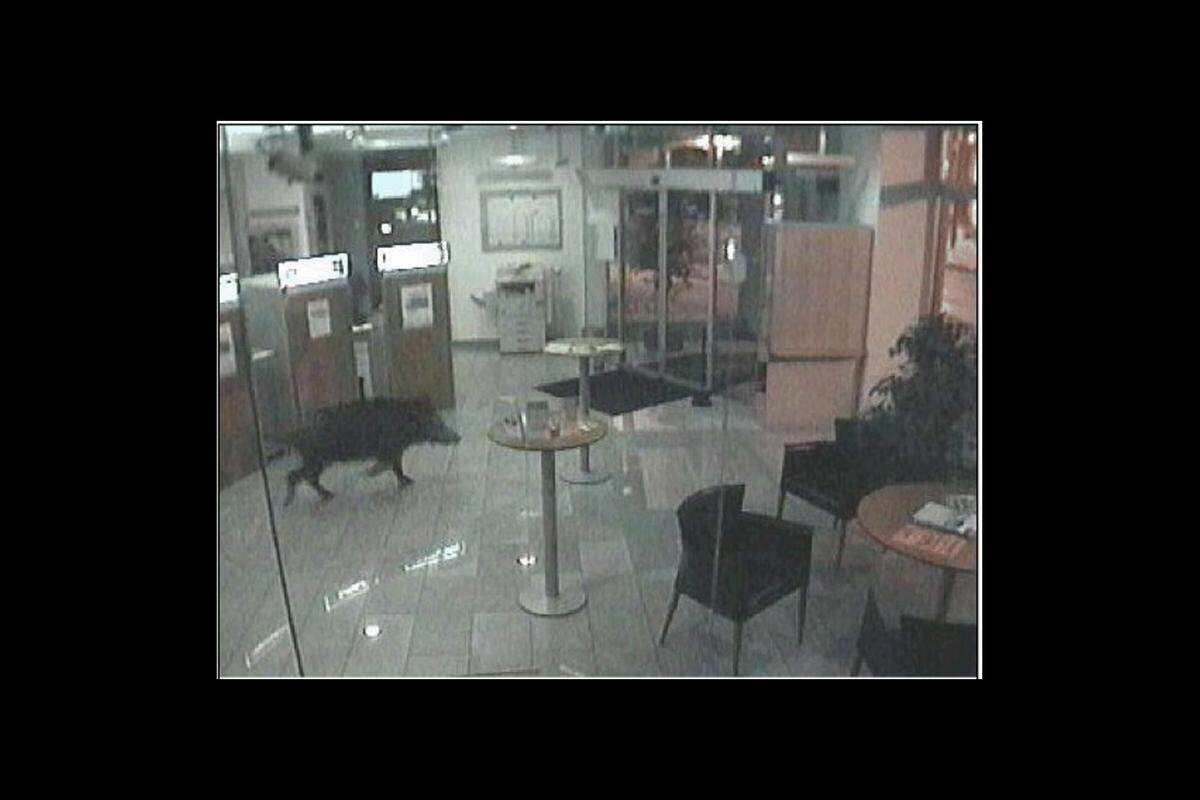 Bereits Ende Juni hat die Überwachungskamera im Foyer einer Bank in Hainburg an der Donau dieses Bild aufgenommen. Ein Wildschwein schaffte es offenbar, die verschlossene Schiebetür zum Foyer des Geldinstituts aufzudrücken. Nachdem sich das Wildschwein ein paar Minuten "umgeschaut" hatte, kehrte es der Bank wieder den Rücken. Großer Schaden ist nicht entstanden.