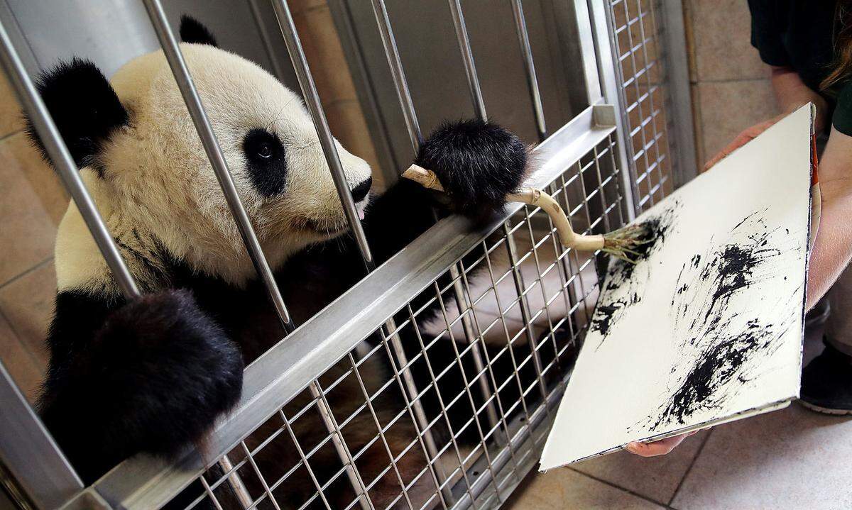 Der geplante Bildband von Zoo-Fotograf Daniel Zupanc soll im Dezember zweisprachig auf Deutsch/Englisch erscheinen und die Geschichte der Pandas in Schönbrunn erzählen: von den ersten Verhandlungen mit China über die Ankunft 2003 in Wien bis hin zu den aktuellen Zwillingen. Für die Finanzierung braucht er 25.000 Euro. Die Gemälde sind auf einer Crowdfunding-Plattform unter www.startnext.com/pandas erhältlich. Zudem gibt es erstmals eine Backstage-Führung zu den Pandas sowie gerahmte Bambus-Stäbe mit Bissspuren.