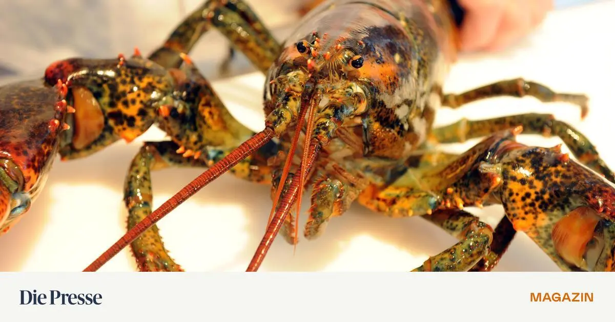Sp-rt-ein-Hummer-Schmerzen-Aspirin-hilft-ihm-jedenfalls-