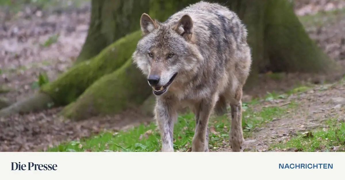 Die-Zahl-der-W-lfe-in-sterreichs-W-ldern-nimmt-zu
