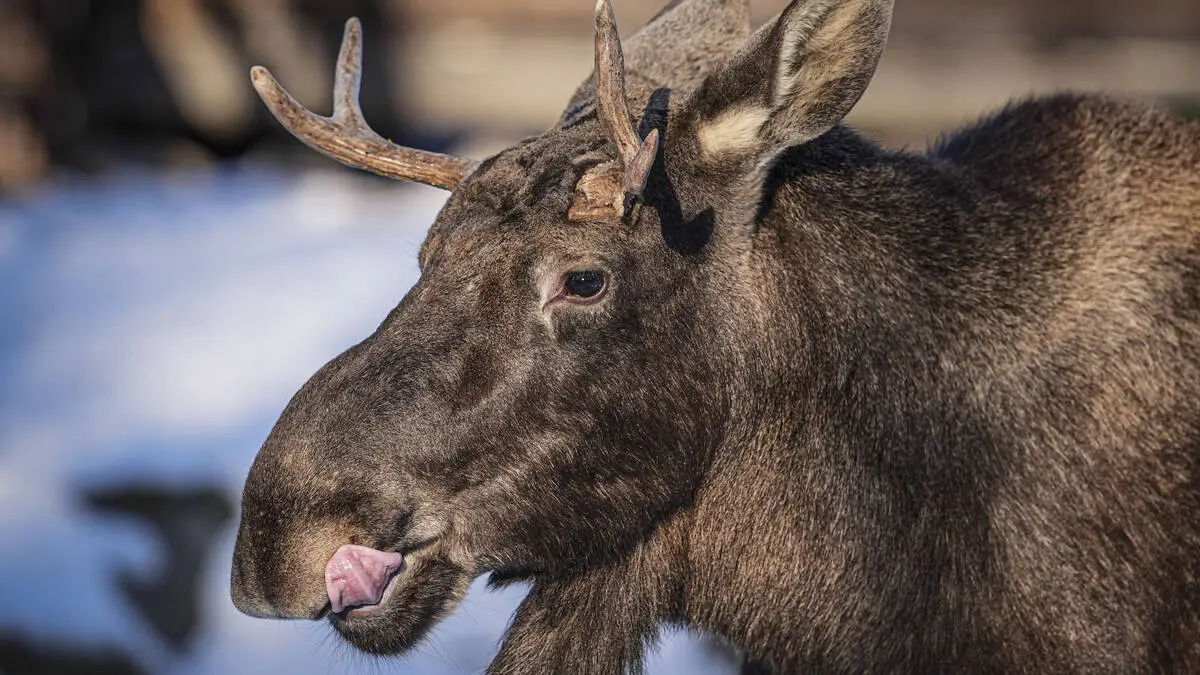 Moose collides with car in Poland: passenger dies