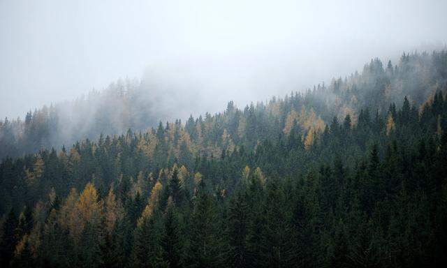 Wald in Steirereck am Pogusch, Steiermark