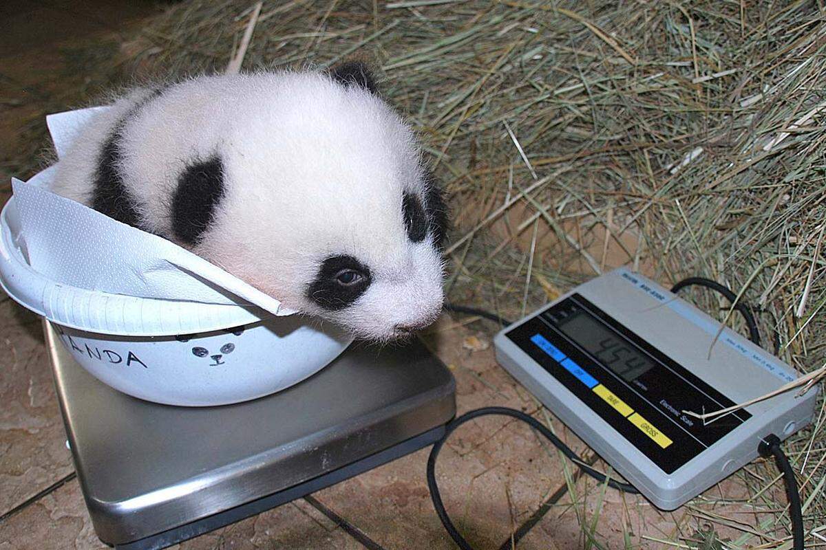 Mit knapp drei Monaten brachte das Schönbrunner Panda-Baby etwa fünf Kilogramm auf die Waage. "Wir sind begeistert, dass er so ein gesundes, rundliches Fellknäuel ist", freut sich Zoodirektorin Dagmar Schratter.