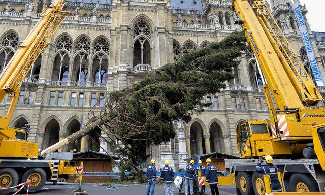 NIEDEROESTERREICHISCH-STEIRISCHER CHRISTBAUM FUeR DEN WIENER RATHAUSPLATZ