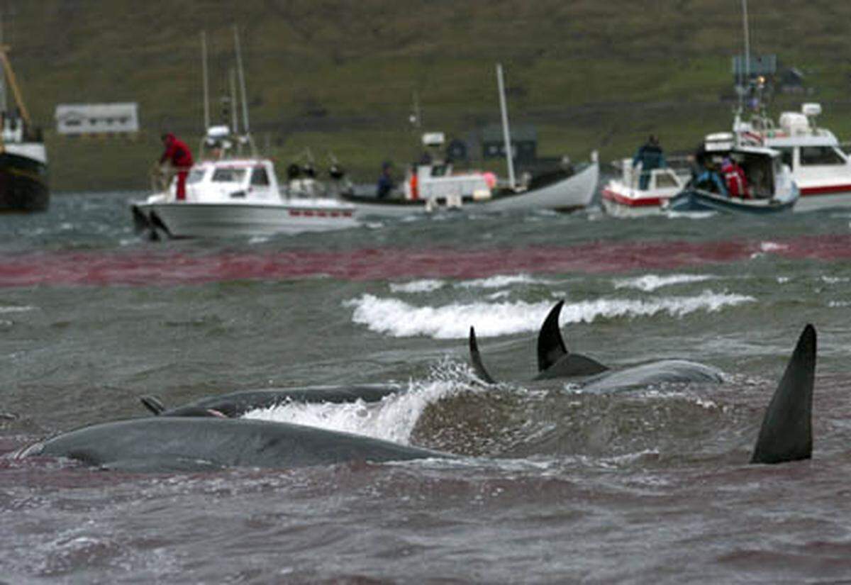 Die Wale werden mit Booten zusammengetrieben. Durch ein Tau, an dem Steine befestigt sind wird die Herde in eine geeignete Bucht getrieben, wo das Töten der Wale erlaubt ist.