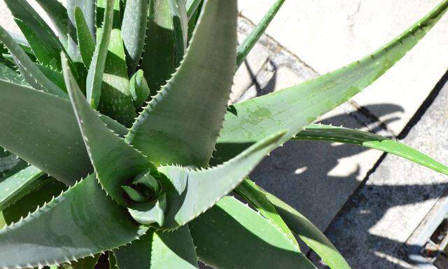 Manche Köchinnen haben stets Aloe Vera bei der Hand – gegen etwaige Verbrennungen.