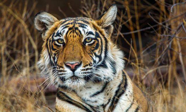 Schwer in Bedrängnis von Bevölkerungswachstum, Industrie, Umweltverschmutzung: Auf den 10.000 km2 der Sundarbans leben viele Tierarten – und ein paar Hundert Tiger. 150 Wildhüter können sie kaum schützen.