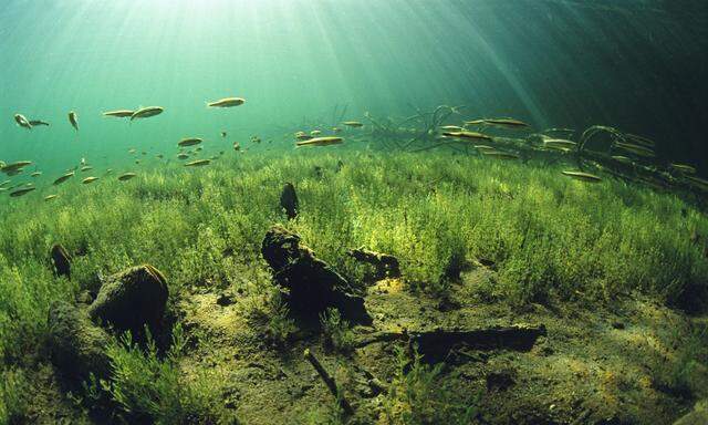 Süßwasser-Wissenschaftler aus der ganzen Welt erforschen den Lunzer See im Ybbstal. 