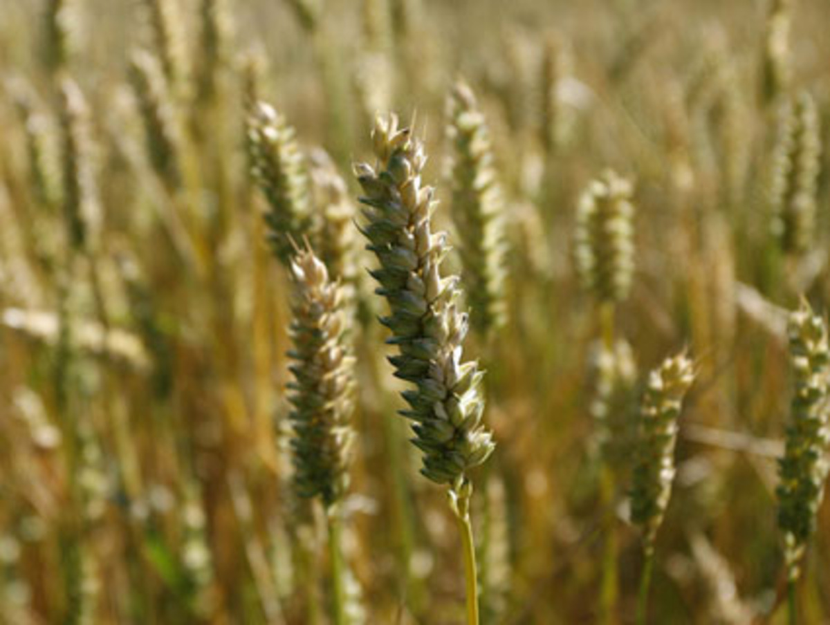 Getreide braucht Sonnenlicht um zu wachsen. Eine neue Sonnencreme, "Purshade", schützt die Pflanzen aber vor UV-Strahlung, was zu höhere Ausbeute führt.  Zur vollständigen Liste des Time Magazins