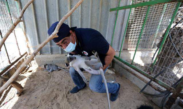 Ein Vier-Pfoten-Mitarbeiter trägt ein narkotisiertes Äffchen aus dem Gehege. Es soll es fernab des Gazastreifens besser haben.