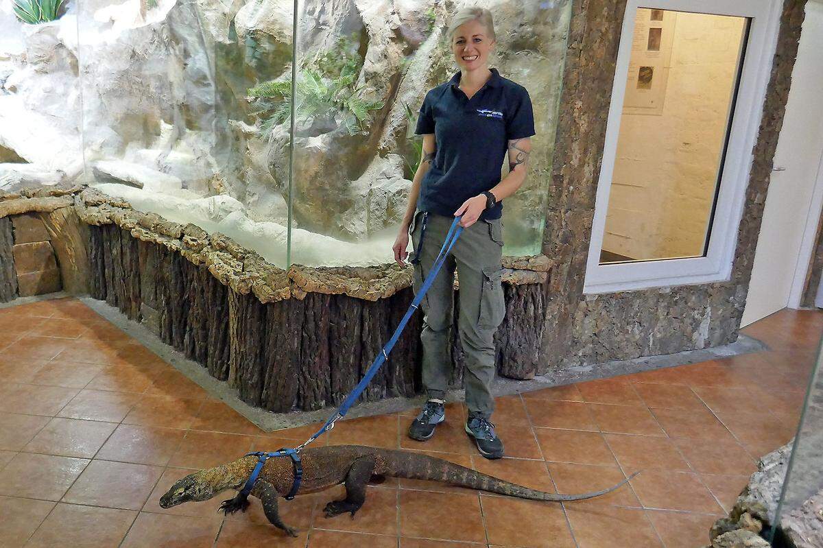 Die Komodowarane wachsen zügig heran und haben ihr Gewicht seit Ankunft vor einem Jahr bereits verfünffacht. Sie wiegen nun an die 15 Kilogramm bei einer Länge von knapp zwei Metern. Damit sind sie aber noch nicht ausgewachsen, die großen Echsen werden drei Meter lang und über 50 Kilogramm schwer. Um dann den Umzug stressfrei zu gestalten, werden die Tiere mehrmals die Woche spielerisch trainiert. Sie werden daran gewöhnt, dass ihnen das Geschirr angelegt wird sowie das Gehen an der Leine. Die Warane zeigten sich bisher außerhalb ihres gewohnten Terrariums sehr zögerlich. Sie sind extrem scheu und verunsichert, wenn mehr als die beiden gewohnten Pfleger dabei sind. Deshalb ist das Spektakel für Besucher leider nicht zu sehen.