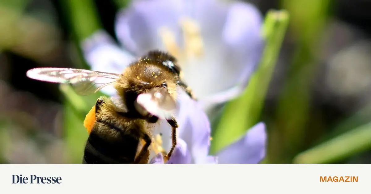 Insektizide-und-ihr-Wirken-in-der-Honigbiene-premium-