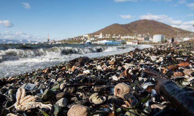 An die Küste Kamtchatkas wurden Tausende tote Meeresbewohner angespült.