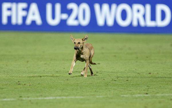 Bei der U20-WM stürmte ein streunender Hund den Platz. Unter 20 war er bestimmt auch.