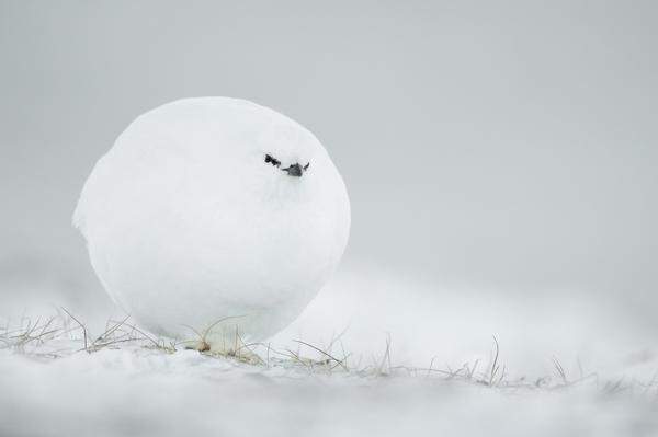An einen Schneeball mit Augen erinnert Jacques Poulard sein Bild eines Weißhuhns in Spitzbergen. 