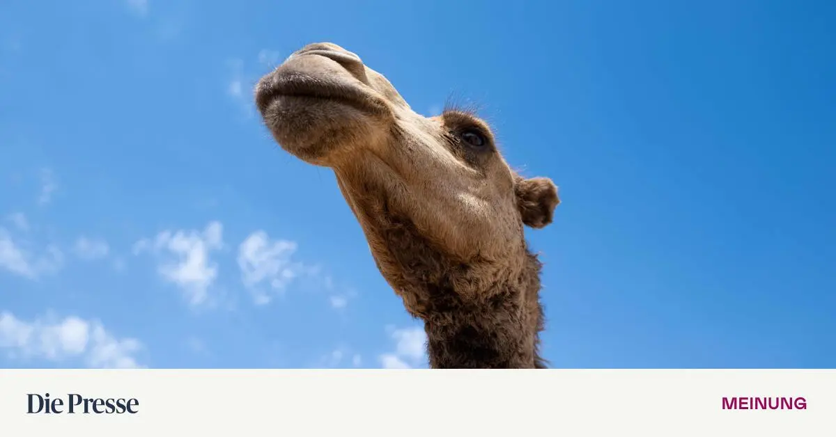 Wer-kommt-auf-die-Idee-Kamele-zu-botoxen-premium-