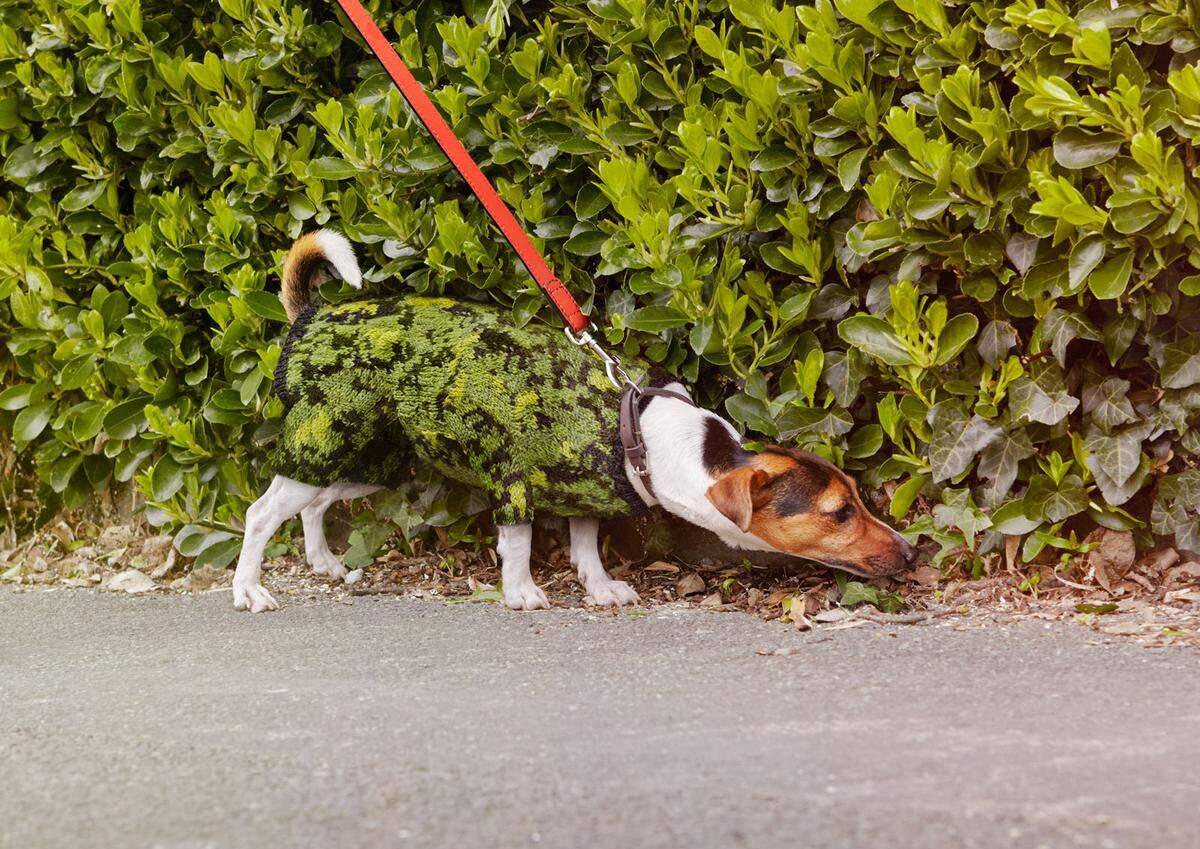 Am schwierigsten war bisher der Hundepullover in Hecken-Camouflage. "Jede Masche war eine andere Farbe, es war ein richtiger Albtraum", erinnert sich Dodd.