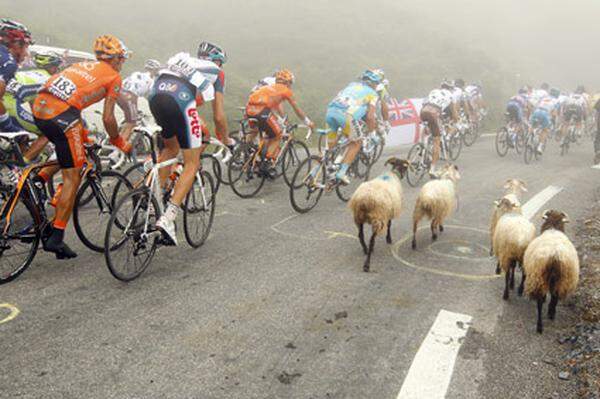 Die Startnummernausgabe der Tour de France 2010 hatten diese wolligen Teilnehmer zwar verpasst, die Bergwertung wollten sie aber trotzdem gewinnen.