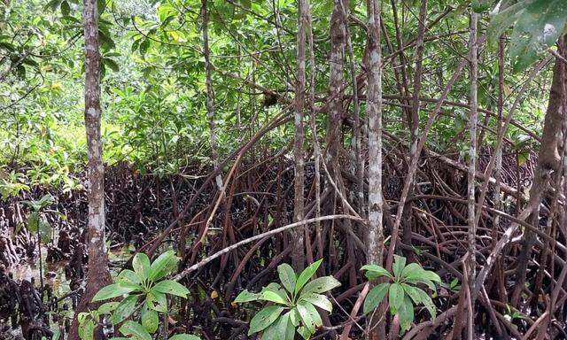 Mangroven können fünf Mal mehr Treibhausgase aufnehmen als andere Tropenbäume. 
