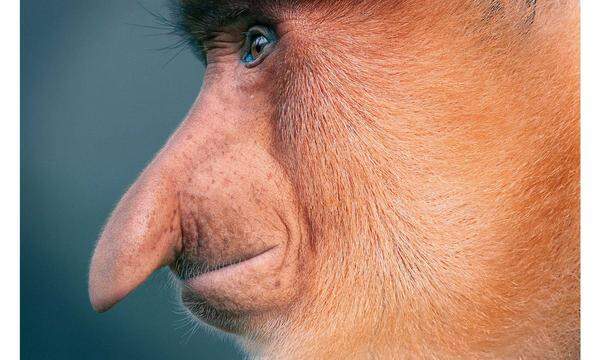 Nasenaffe Verbreitungsgebiet: BorneoStatus: Stark gefährdet Nasenaffen durchstreifen üblicherweise ein großesRevier, doch ihr Verbreitungsgebiet wird zunehmendfragmentiert. In Gefangenschaft lassen sie sich nicht gut halten; wenn man die Art bewahren will, muss man ihren Lebensraum schützen.