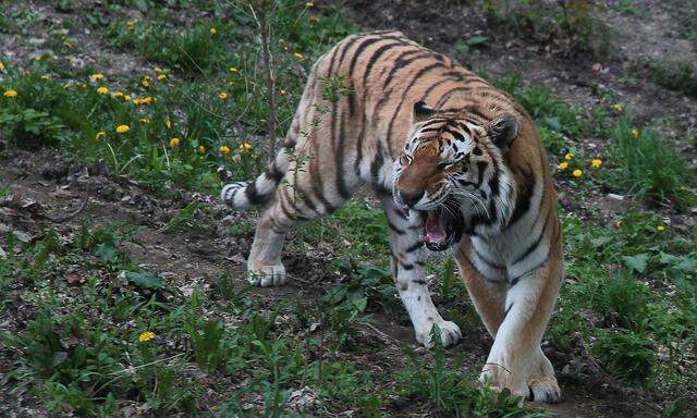 May 7, 2011 - Syracuse, New York, U.S. - The Amur tiger (also known as the Siberian tiger) at Rosamond Gifford Zoo in S