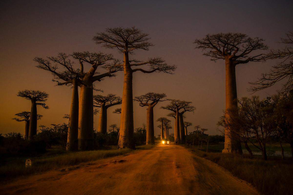 Ein eingefangener Blick in der Abenddämmerung auf die Baobaballee in Morondova, Madagaskar verhalf Marco Parenti zu einer lobenden Erwähnung.