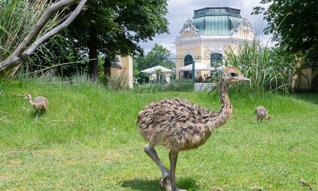 Tiere zu besuchen ist mit Kindern nie ein Fehler: Im Tiergarten Schönbrunn gibt es unter anderem Strauß-Nachwuchs. 