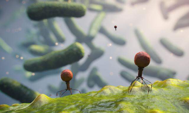 Bacteriophages on bacteria, illustration