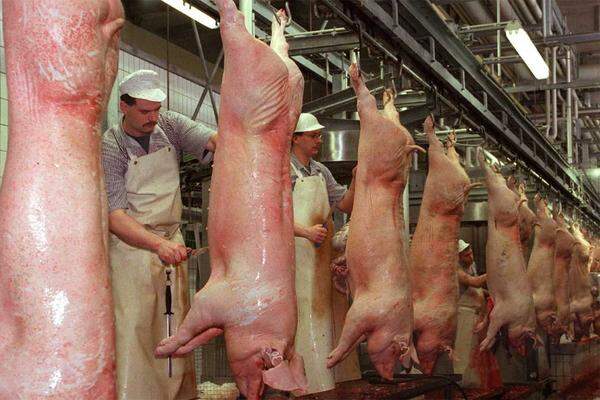 Trotz einer rückläufigen Nachfrage beim Ausgangsprodukt von Schweinebäuchen, dem Schweinefleisch, hat sich der Preis nach oben orientiert. Ein bedeutender Faktor dafür ist die Preisentwicklung bei Futtermitteln wie Mais und anderen Getreidesorten. Der wichtigste Handelsplatz für Schweinbäuche ist Chicago.