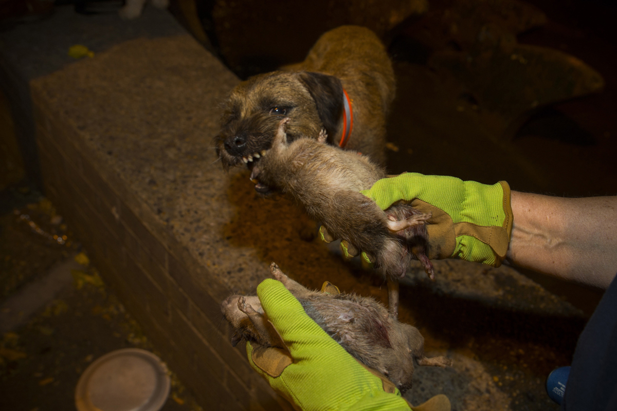 Die R.A.T.S.-Gruppe besteht aus Hundefreunden aller Altersklassen aus verschiedenen Teilen des Big Apples.