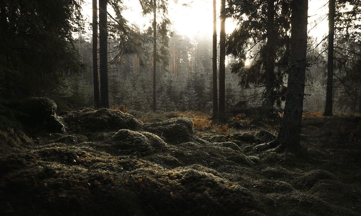 Dalsland liegt nordwestlich von Göteborg zwischen Bohuslän und dem Vänern. Weite Teile sind urtümliches Waldgebiet, ein Stück weites Ackereland.