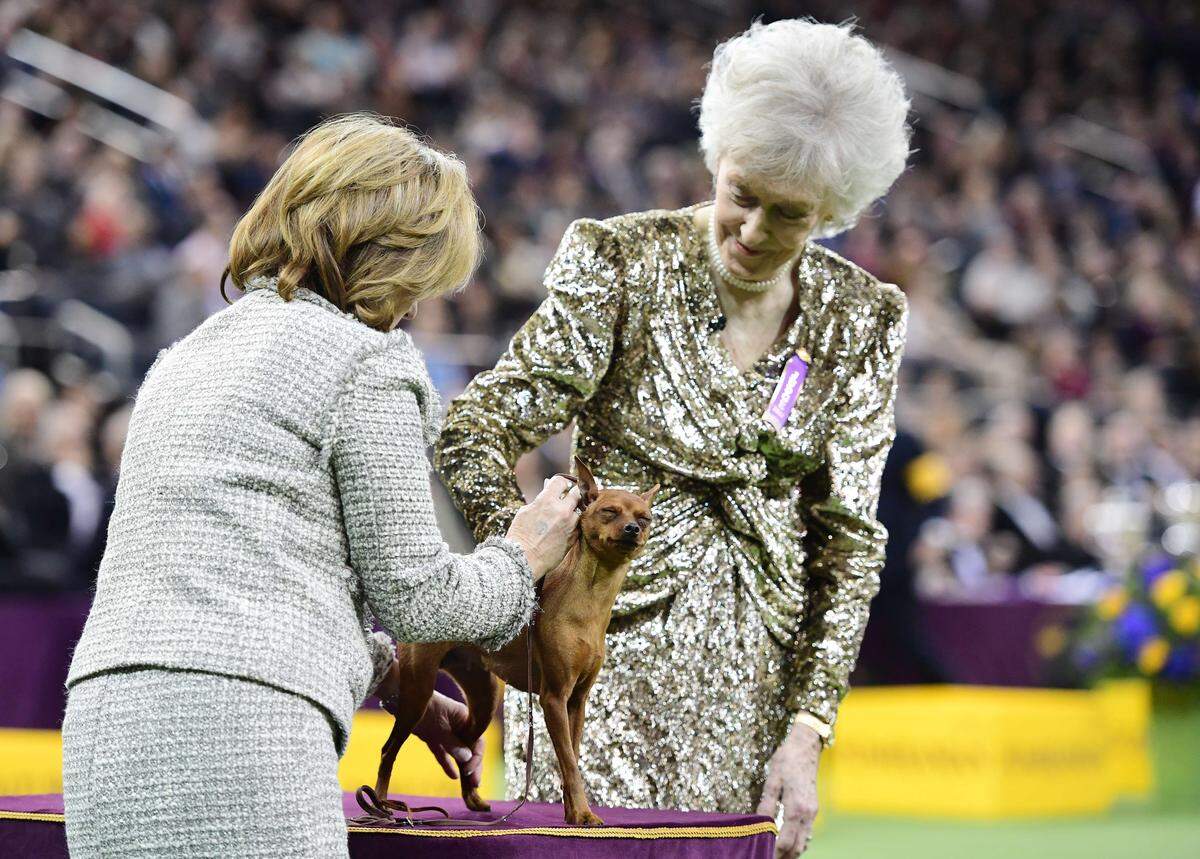 Auch die Zweibeiner versuchen, sich herauszuputzen. Die Richterin wählte diesmal ein goldenes Kleid.