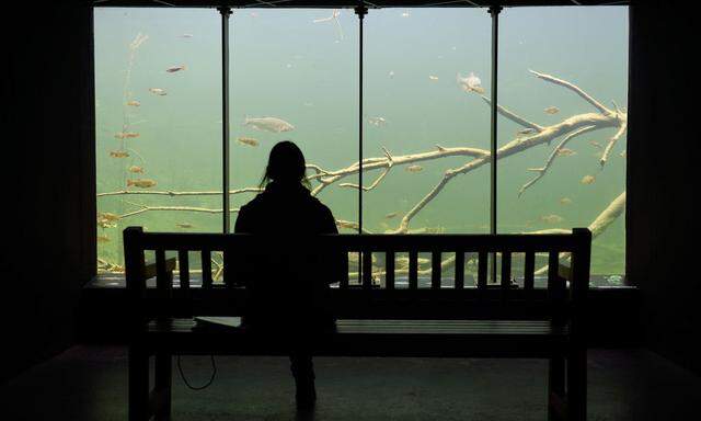 Spektakulär: Fische beobachten in der Unterwasserstation.