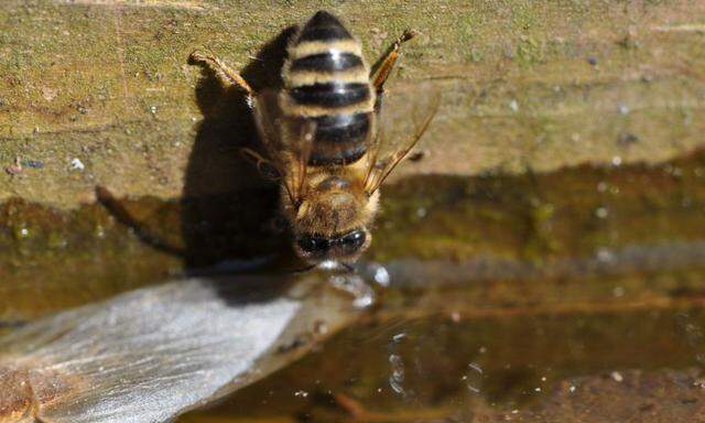Bienen und viele andere Tiere benötigen Wasserstellen im Garten. 