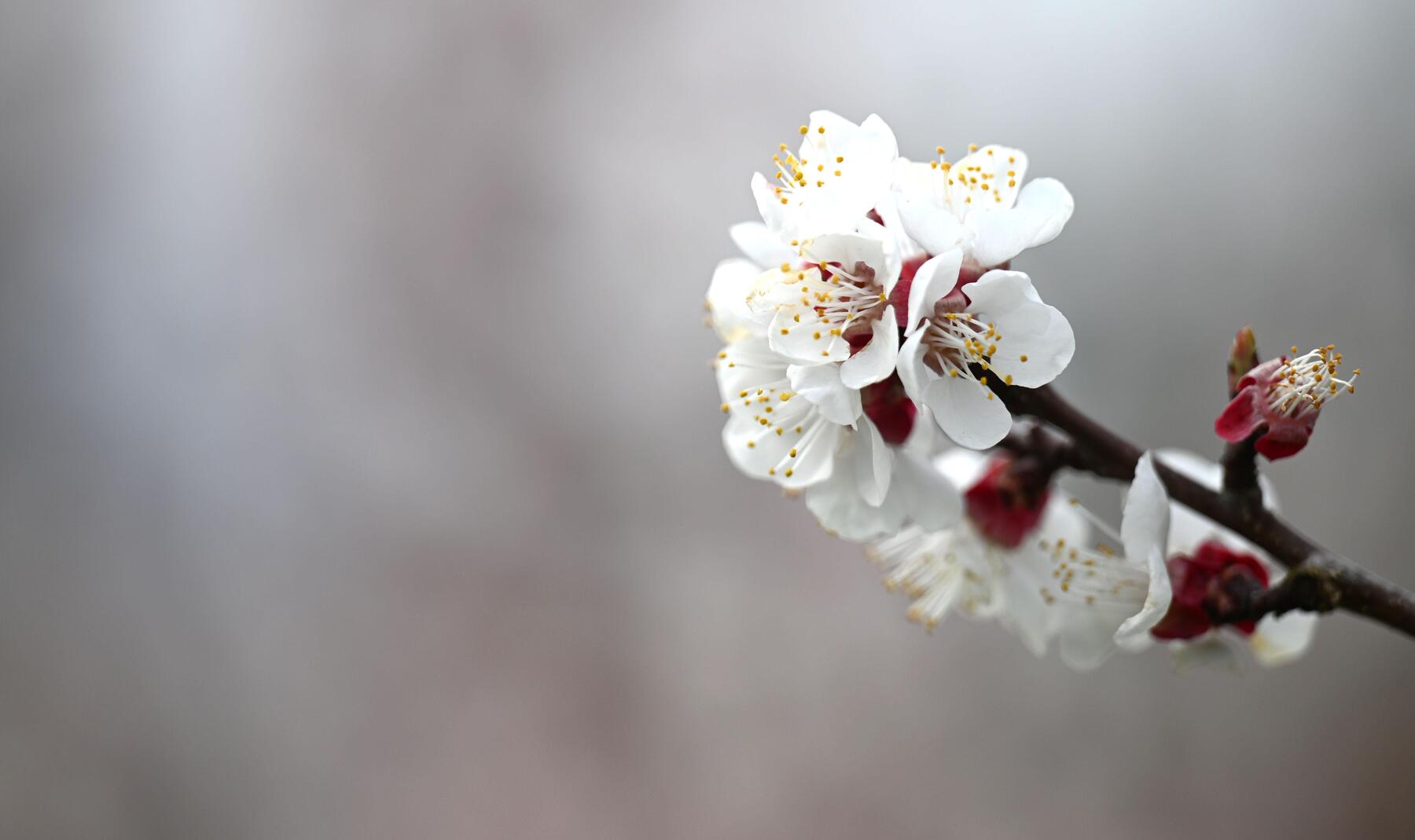 Niederösterreich: Marillen-Vollblüte naht – und nasskaltes Wetter