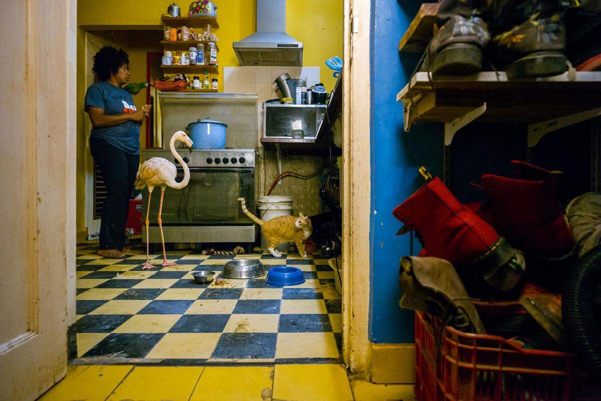 Auf der niederländischen Karibikinsel Curaçao lebt die Tierärztin Odette zusammen mit ihrem Sohn, neun Katzen, zehn Hunden - und einem Flamingo. Der Vogel ist in das Fenster eines Hotels geflogen und hat sich dabei verletzt. Odette hat ihn versorgt. Er kann aufgrund seiner Verletzungen nicht mehr in freier Wildbahn leben, darum wohnt er jetzt bei der Tierärztin. Der niederländische Fotograf Jasper Doest hat diese schräge "Wohngemeinschaft" eingefangen.
