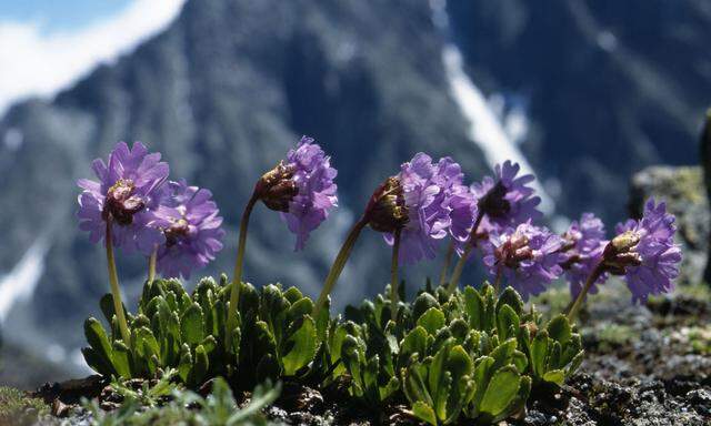 Die Klebrige Primel (Primula glutinosa) ist eine der am Hinteren Spiegelkogel in Tirol neu angekommenen Arten.