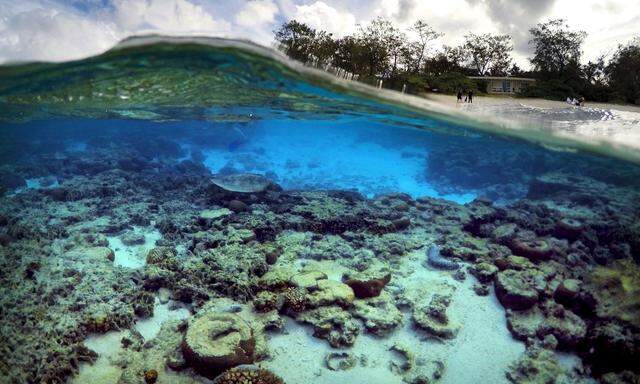So sah es am Great Barrier Reef nach einer Bleiche aus: Viel Futter wird die Schildkröte nicht mehr finden.