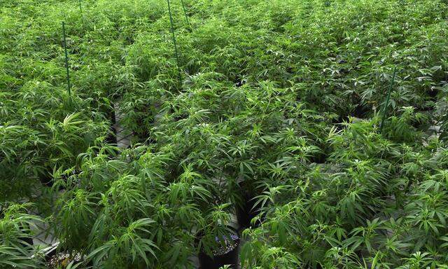US-MARIJUANA-CULTIVATION-CENTER-IN-NEVADA-RAMPS-UP-PRODUCTION-AS