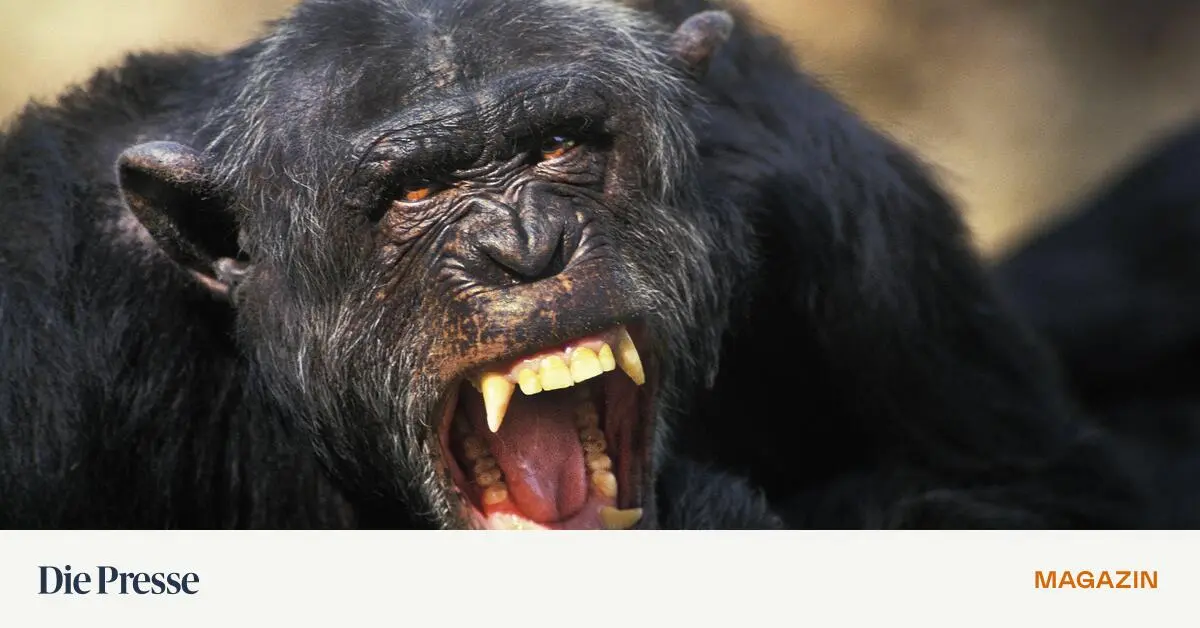 Erst-lausten-sie-sich-nun-t-ten-sie-sich-Es-tobt-ein-B-rgerkrieg-der-Affen-premium-