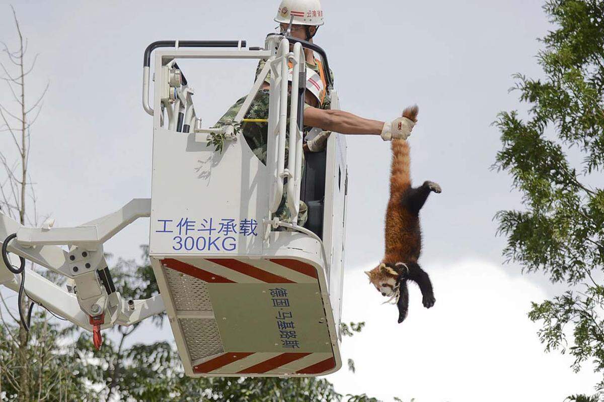 Die chinesische Feuerwehr rettet einen roten Panda, der sich in einem Wohngebiet auf einen Baum geflüchtet hatte.