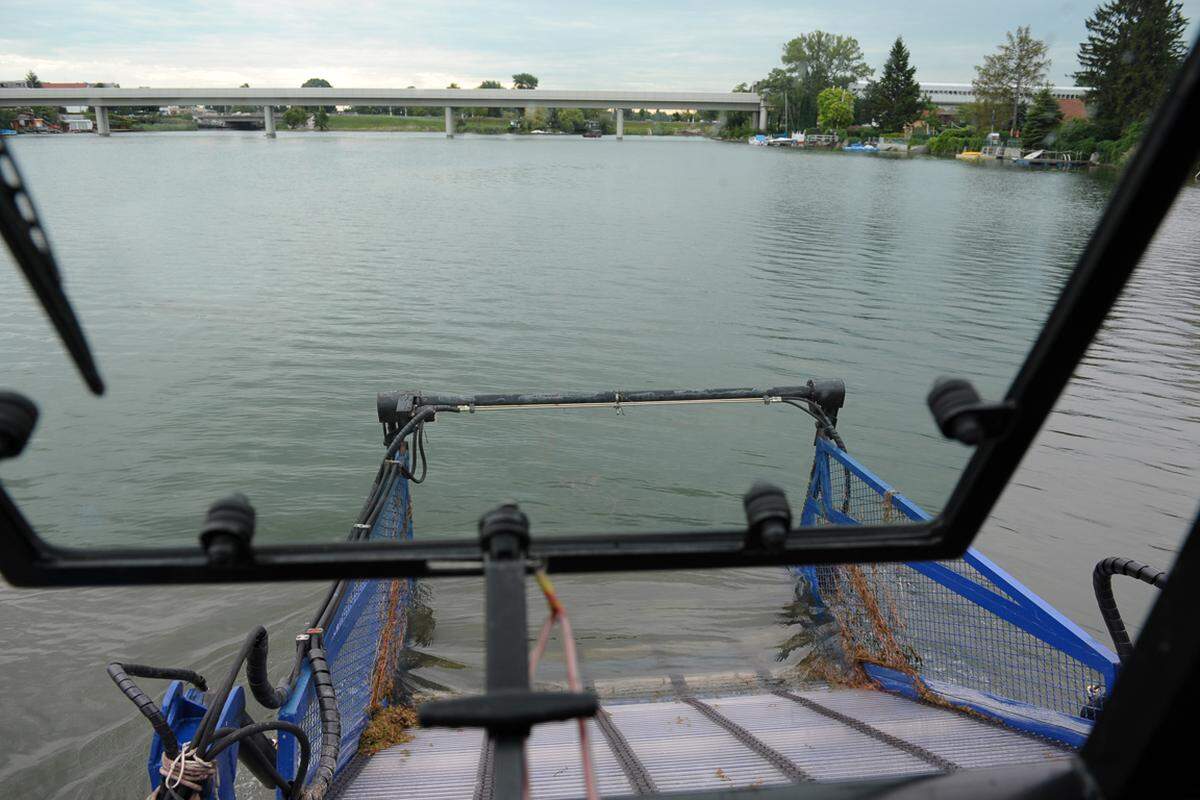 Blick aus dem Cockpit. Der Kapitän hat das Mähwerkzeug und das Förderband immer im Blick. Etwa zwei Meter unter der Wasseroberfläche wird gemäht, denn mindestens 70 Zentimeter müssen die Pflanzen über Grund stehen gelassen werden, sonst sterben sie. Durchschnittlich ist die Alte Donau zwischen zwei und vier Meter tief.