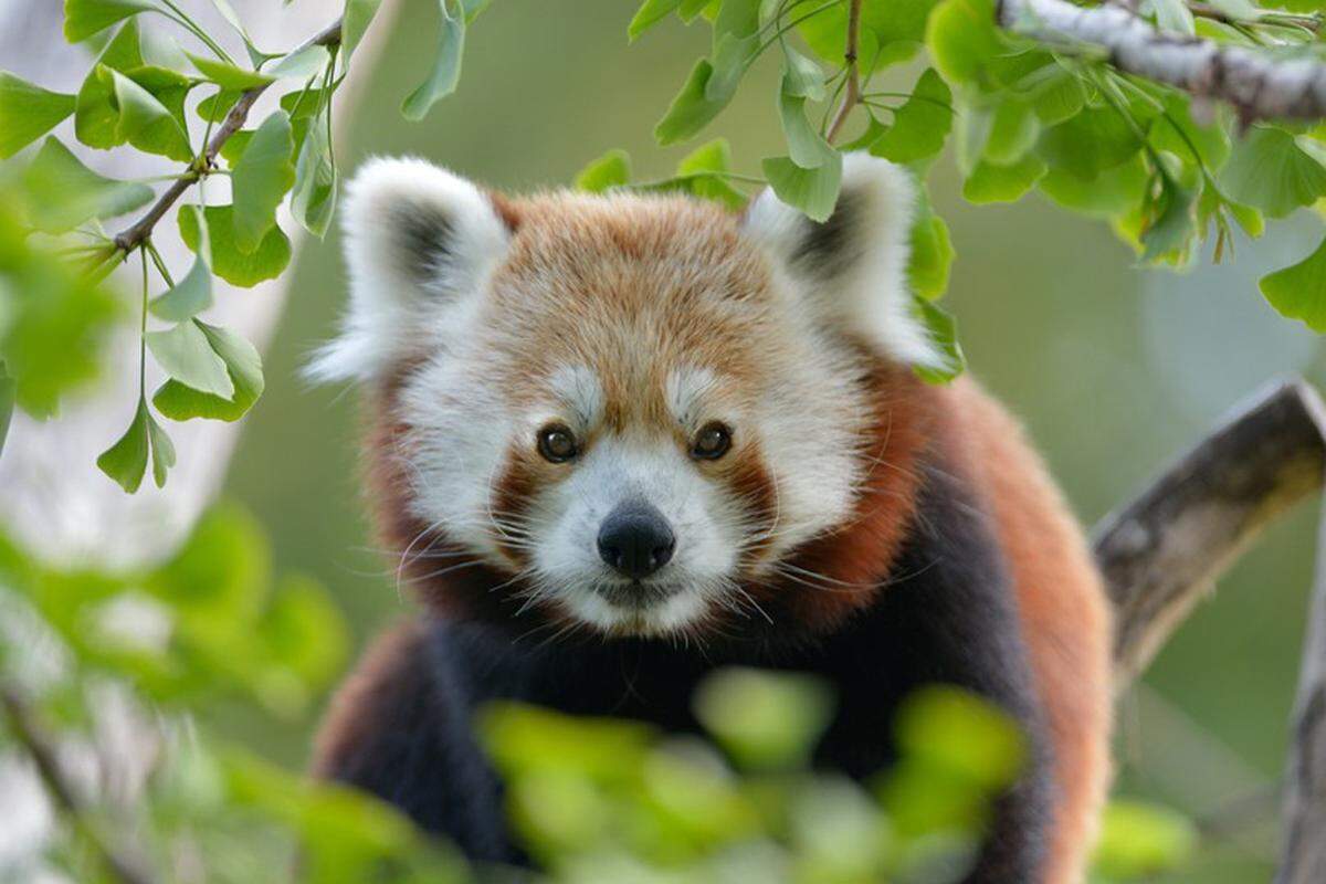 Auf Platz zwei landet der Rote Panda mit 11 Prozent. Erst am 15. September wurde der "Tag des Roten Pandas" in vielen Zoos der Welt begangen um auf die Gefährdung der Tierart aufmerksam zu machen.